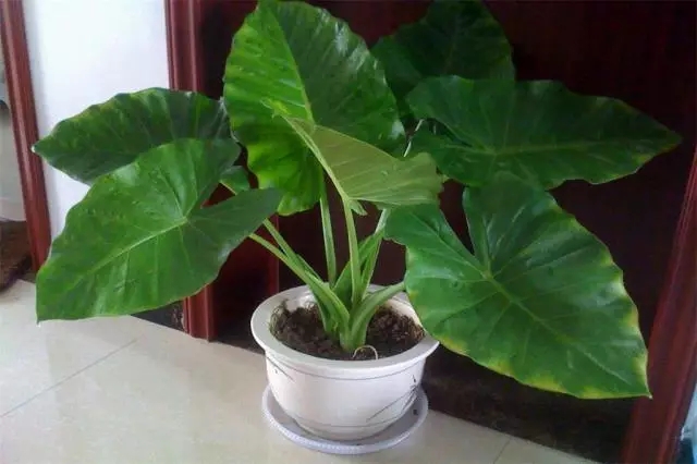 滴水观音 滴水观音