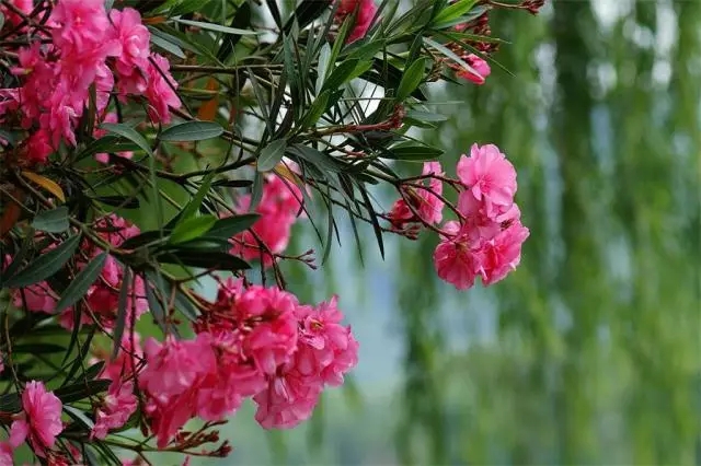 夹竹桃 夹竹桃